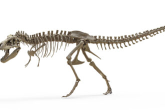 Fossilized Tyrannosaurus Rex Teeth Analyzed For Isotope Paleothermometry