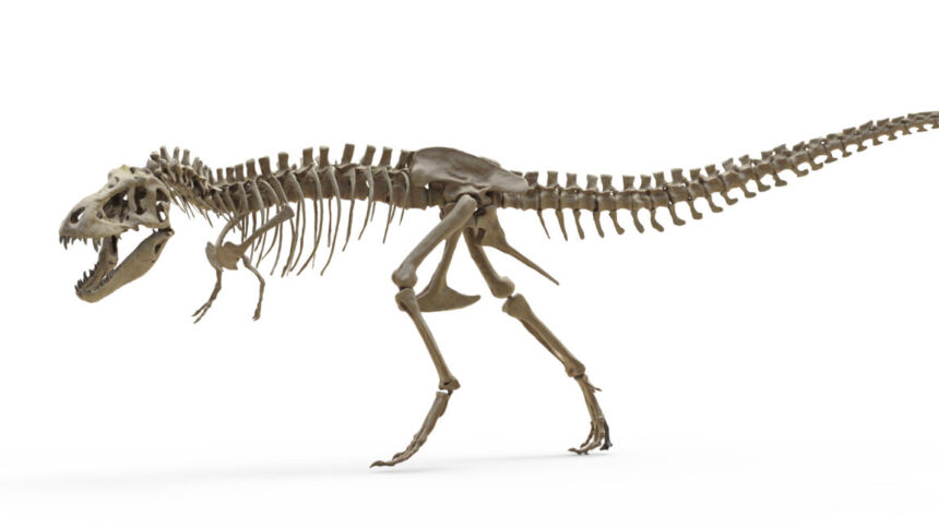 Fossilized Tyrannosaurus Rex Teeth Analyzed For Isotope Paleothermometry