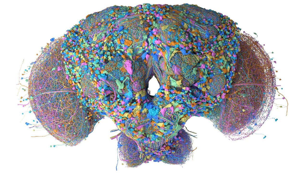 Fruit Fly Connectome Simulation Translating A Fruit Fly Connectome Simulation Into Code